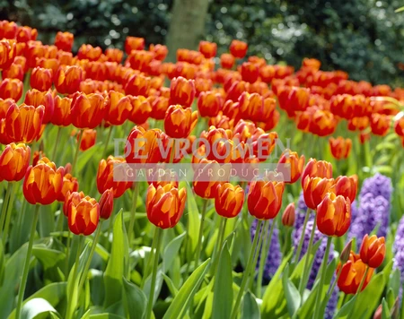 Tulip Orange Dream