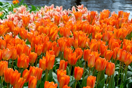 Tulip Orange Emperor