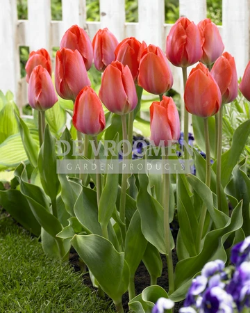 Tulip Orange van Eijk | 50 pce