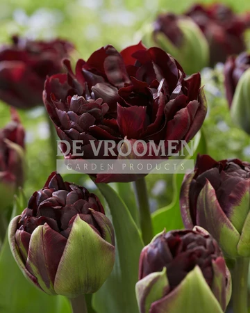 Tulip Palmyra