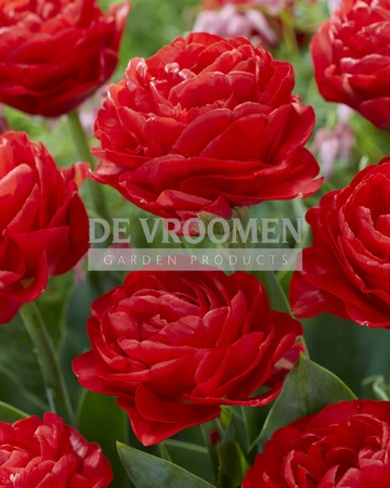 Tulip Pamplona | 50 pce