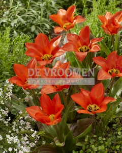 Tulip Park Dreamway | 50 pce