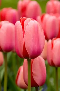 Tulip Pink Impression | 50 pce