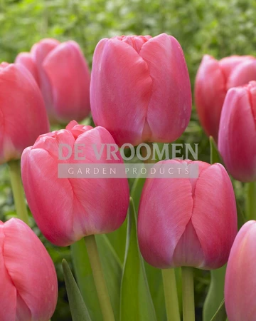 Tulip Pink Pride