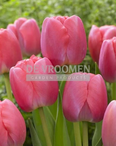 Tulip Pink Pride | 50 pce