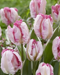 Tulip Pinkvision