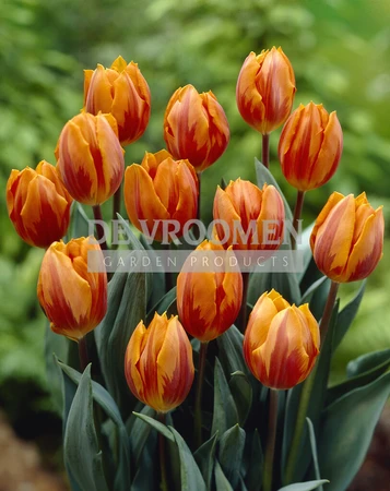 Tulip Prinses Irene | 50 pce