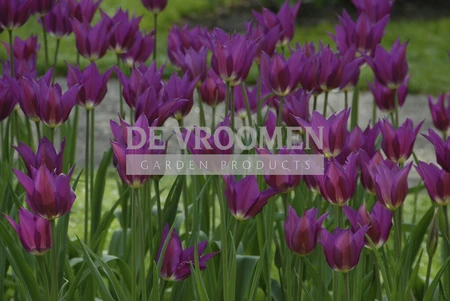 Tulip Purple Dream