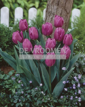 Tulip Purple Flag | 50 pce