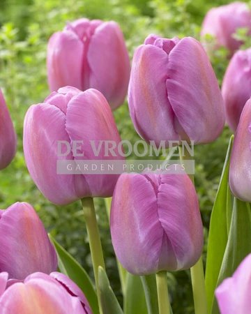 Tulip Purple Pride | 50 pce