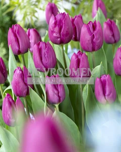 Tulip Purple Prince