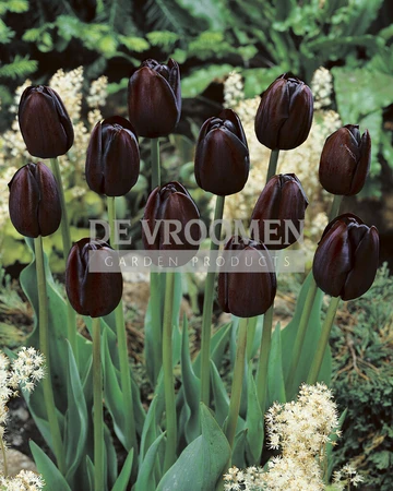 Tulip Queen of Night | 50 pce