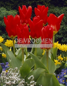 Tulip Red Emperor (Madame Lefeber)