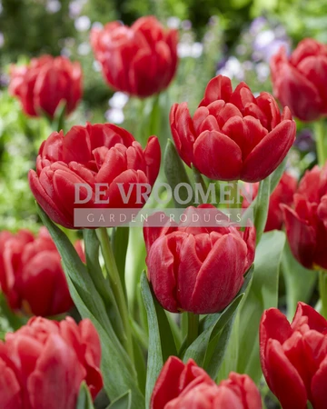 Tulip Red Foxtrot | 50 pce