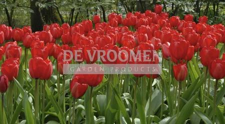 Tulip Red Impression