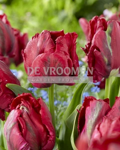 Tulip Red Madonna