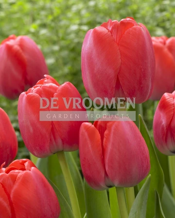 Tulip Red Pride | 50 pce