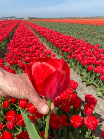 Tulip Red Van Eijk