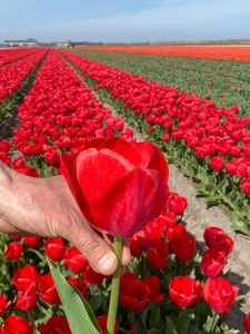 Tulip Red Van Eijk