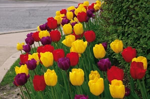 Tulip Royal Oxford Blend