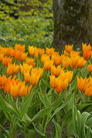 Tulip Shogun