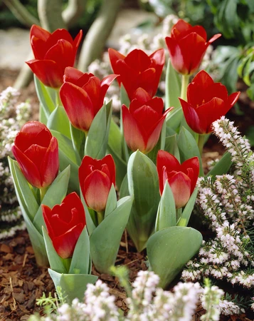 Tulip Showwinner