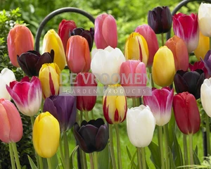 Tulip Single Late Mixed | 50 pce