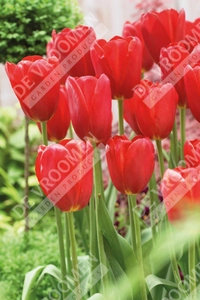 Tulip Sky High Scarlet | 50 pce