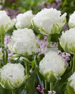 Tulip Snow Crystal