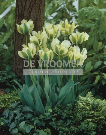 Tulip Spring Green | 50 pce