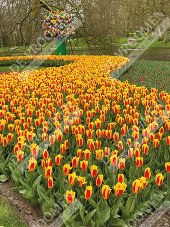 Tulip Stresa | 50 pce