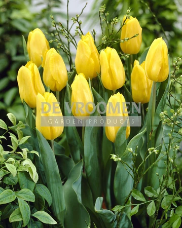 Tulip Strong Gold