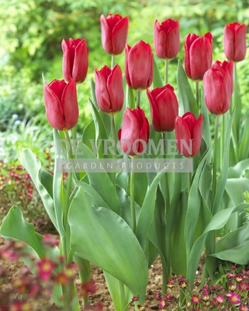 Tulip Strong Love