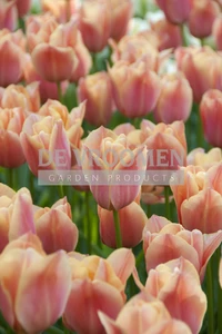 Tulip Stunning Apricot