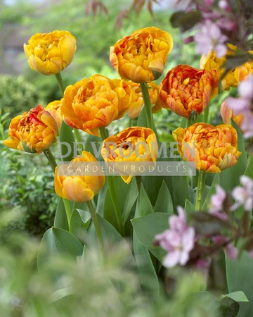 Tulip Sun Lover | 50 pce