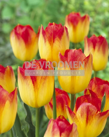 Tulip Suncatcher | 50 pce