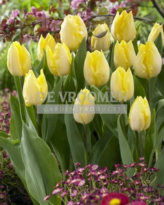 Tulip Sunny Prince | 50 pce