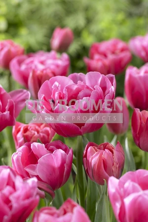 Tulip Sunset Tropical | 50 pce