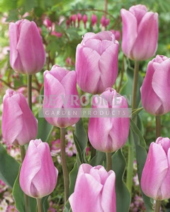 Tulip Synaeda Amour