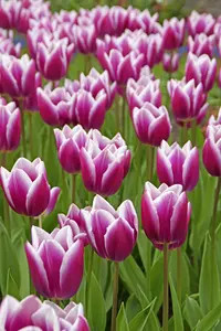 Tulip Synaeda Blue | 50 pce