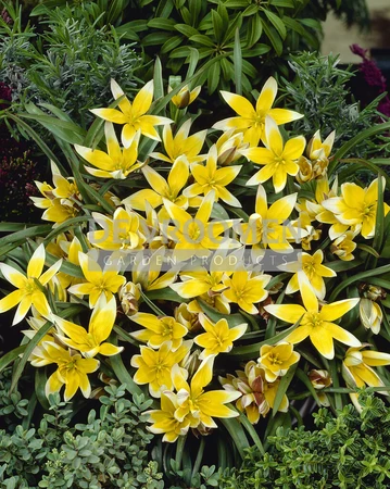 Tulipa Specialty Tarda Dasystemon | 50 pce