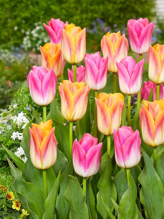 Tulip Ticket to the Tropics Blend