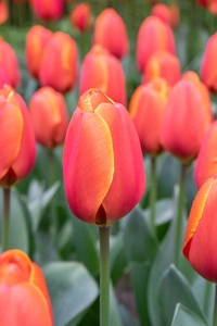 Tulip Triple A