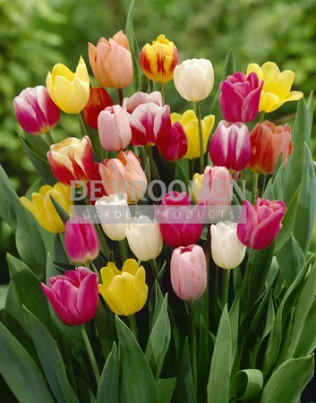 Tulip Triumph Mix | 50 pce