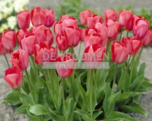 Tulip Van Eijk | 50 pce