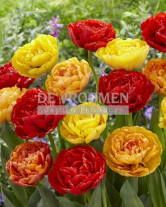 Tulip Volcano Peonies Blend