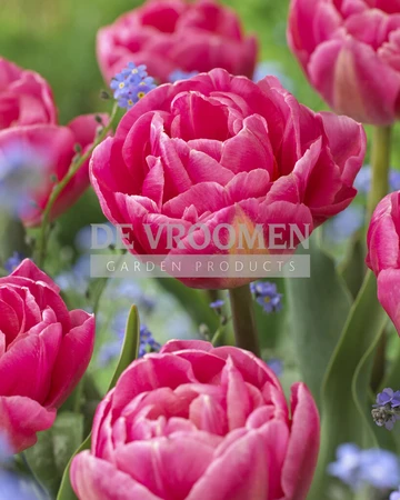 Tulip Voque | 50 pce