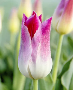 Tulip Whispering Dream | 50 pce