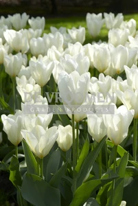 Tulip  White Emperor