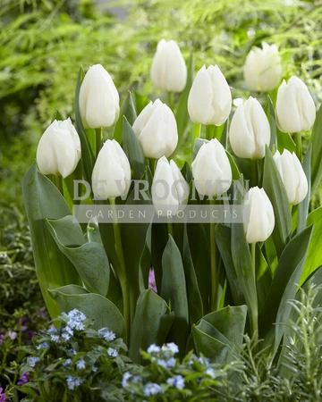 Tulip White Prince | 50 pce